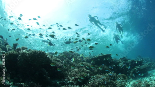 fish and coral reef with snorklers