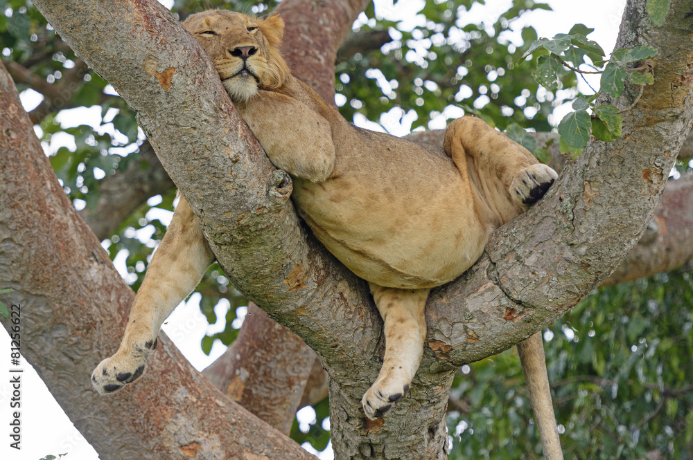 Young African Male Lion Asleep in a Tree