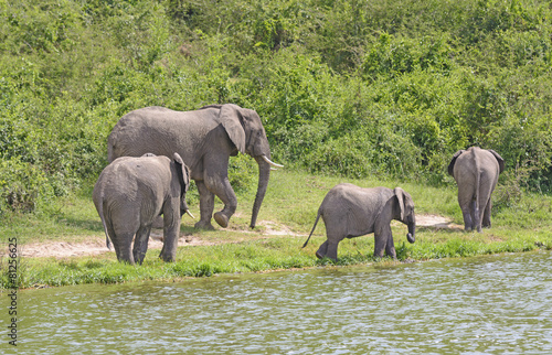 African Elephant Family Group along a River