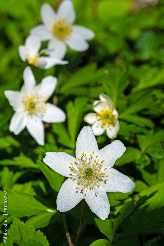 early spring flowering wood anemone (anemone nemorosa), vertical early spring flowering wood anemone (anemone nemorosa), vertical