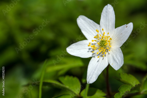 wood anemone, closeup of the blossom, copy space