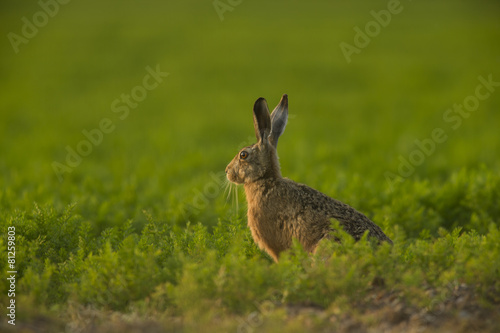 Lepus europaeus - European brown hare © jamiehall