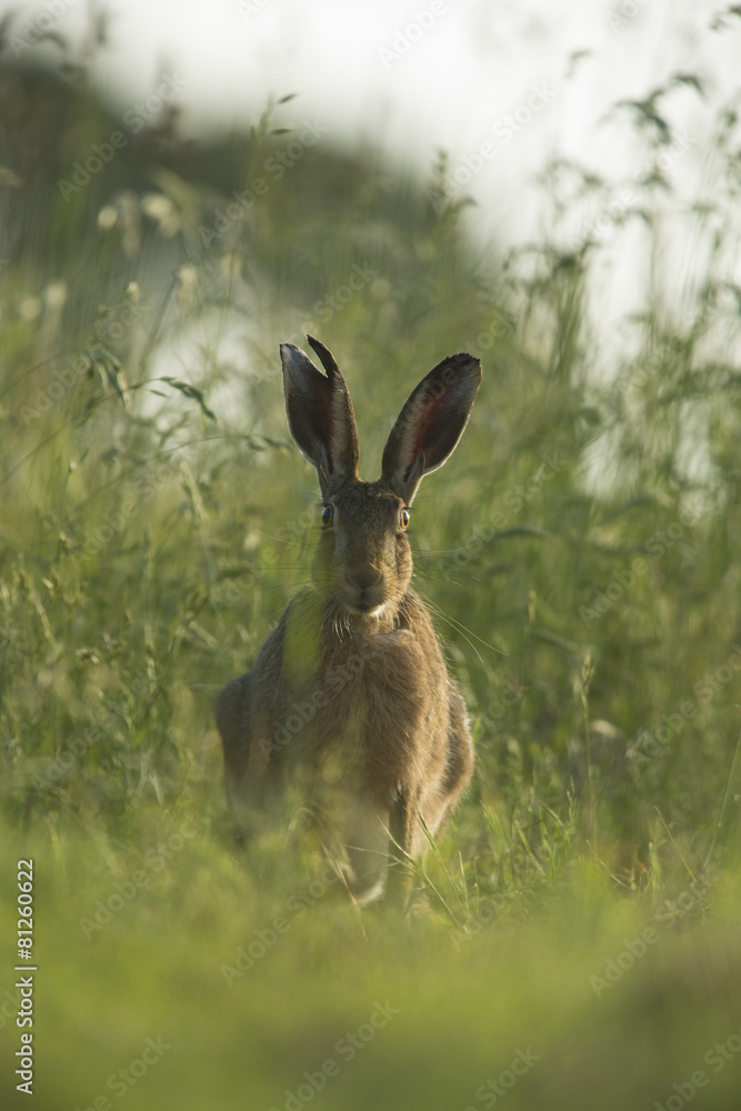 Obraz premium Lepus europaeus - European brown hare