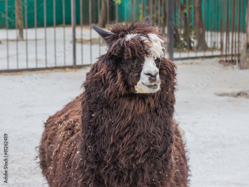 cute lama alpaca animal closeup portrait