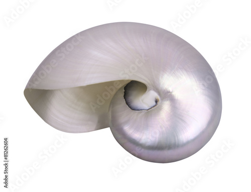 seashell horizontal