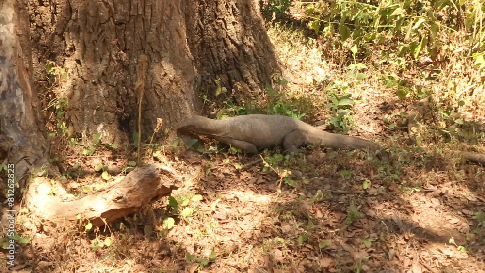 The view of a big lizard in Yala National Park, Sri Lanka.
The view of a big lizard in Yala National Park, Sri Lanka.