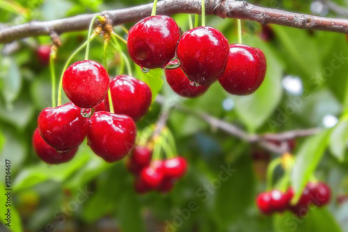 Sweet cherry berries on a tree branch close-up