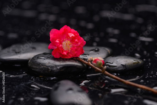 Branch red sakura flowers with therapy stones