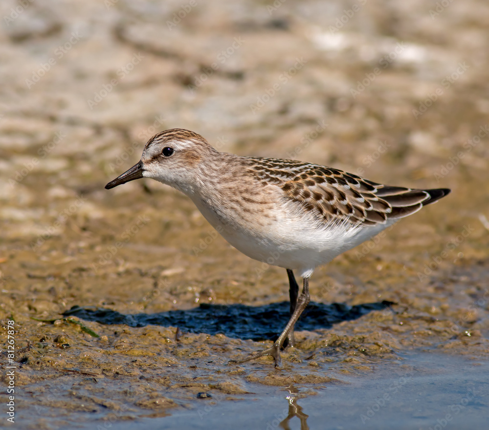 Obraz premium Semipalmated Sandpiper
