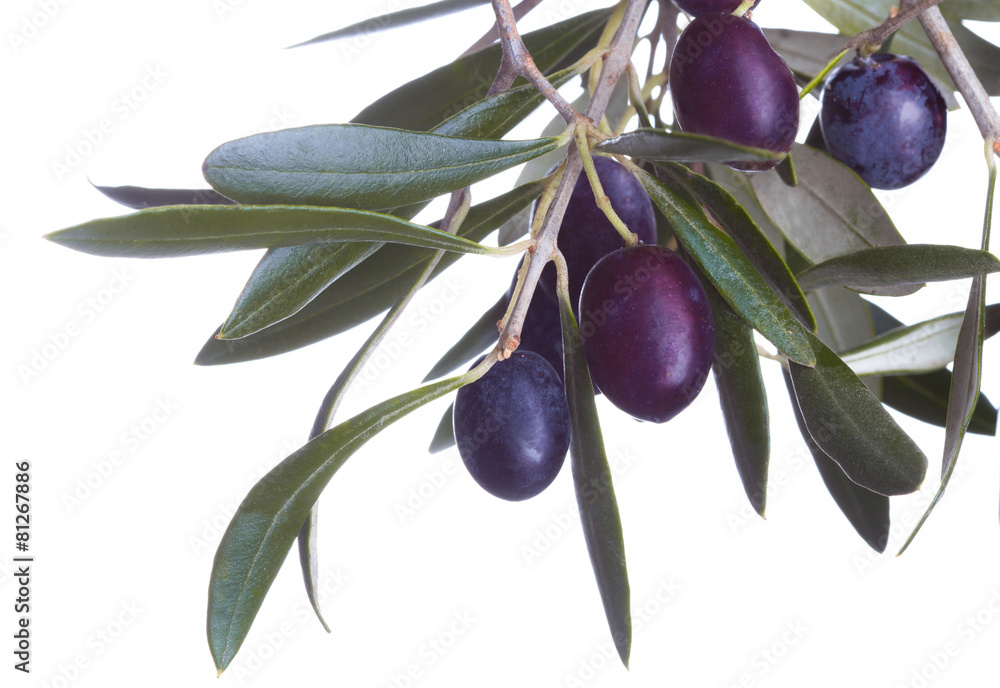 black olives in olive tree branch isolated on a white background black olives in olive tree branch isolated on a white background