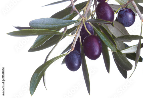 black olives in olive tree branch isolated on a white background