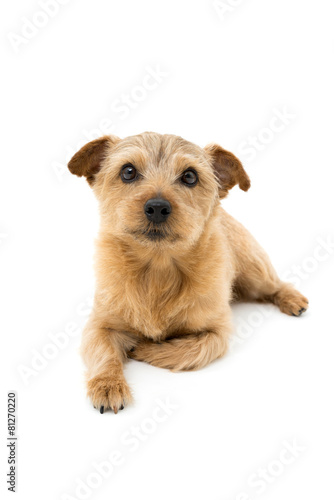 Fototapeta Naklejka Na Ścianę i Meble -  ノーフォークテリア