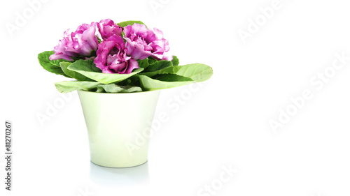 Wallpaper Mural timelapse of growing gloxinia sinningia wide Torontodigital.ca