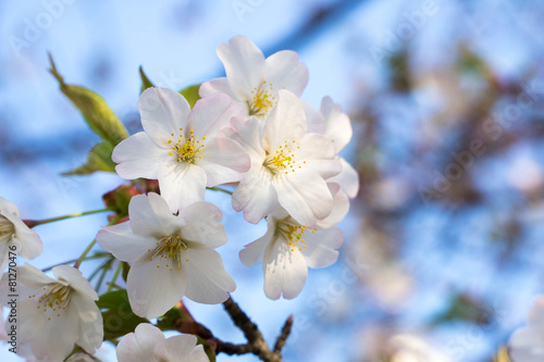 Fototapeta Naklejka Na Ścianę i Meble -  桜（大島桜）