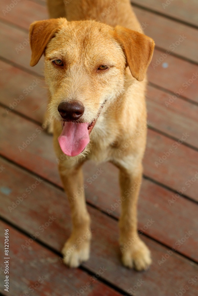 Brown dog sitting on the floor are staring. Brown dog sitting on the floor are staring.