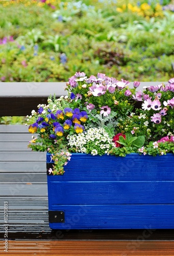 Flowers put on a blue container in the rain.