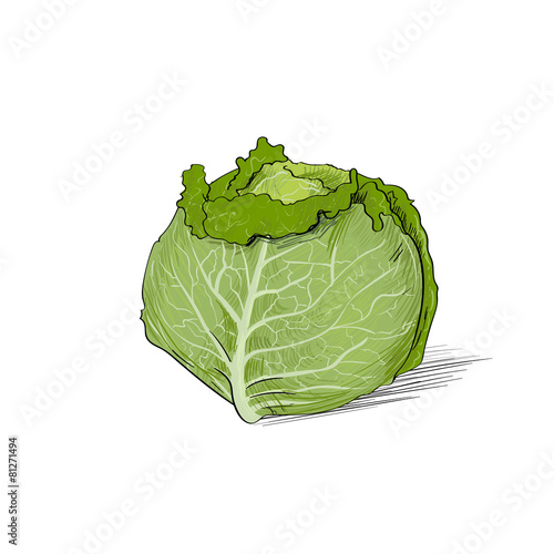 cabbage color sketch draw isolated over white background