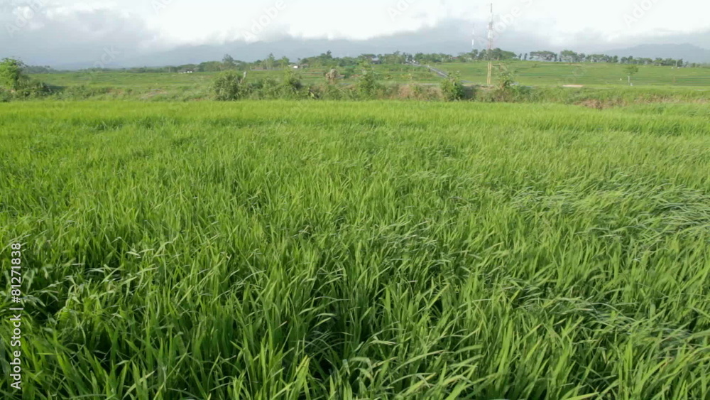 Grass rice in wind Grass rice in wind