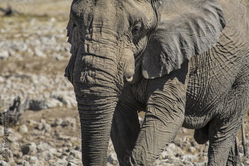 Elephant photo