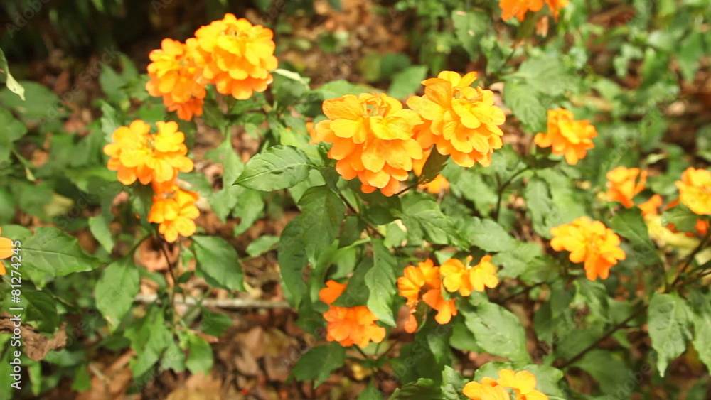 Tracking shot of beautiful orange flowers in botanical gardens. Tracking shot of beautiful orange flowers in botanical gardens.