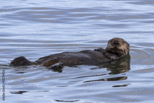 Sea otter floating on his back in the waters of the Pacific Ocea