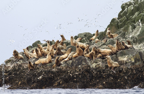 Steller sea lion rookery on cliffs of the island in the Pacific