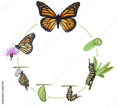 Monarch butterfly life cycle