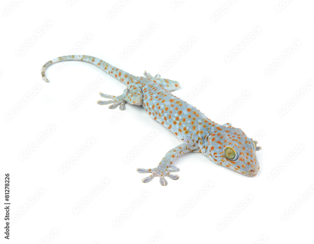 Obraz premium Tokay Gecko