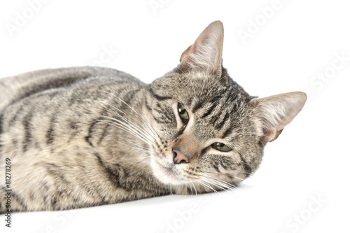 Tableau sur toile Gray cat