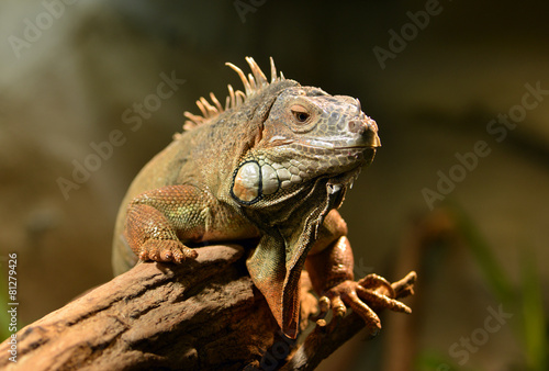 Wallpaper Mural Echse auf einem Baumstamm Torontodigital.ca