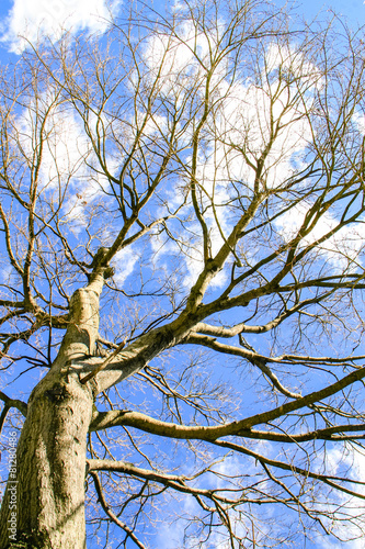 naked branches of a tree against blue sky with cloud close up