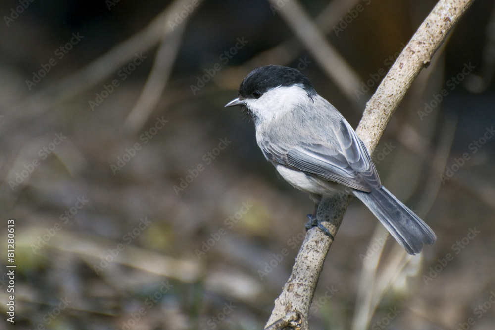 Obraz premium Coal tit on a branch