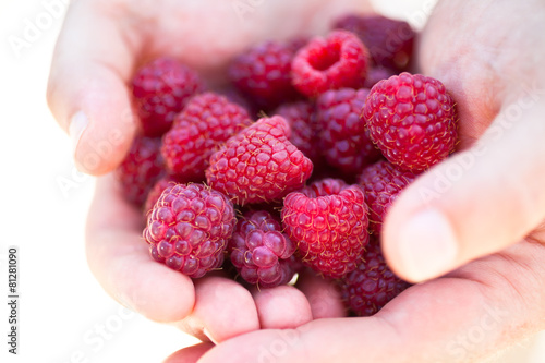 Hands holding red raspberries