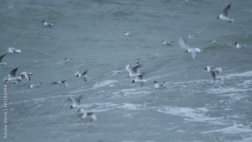 Large flock of birds Sea gulls flying over storm waves in sea Large flock of birds Sea gulls flying over storm waves in sea