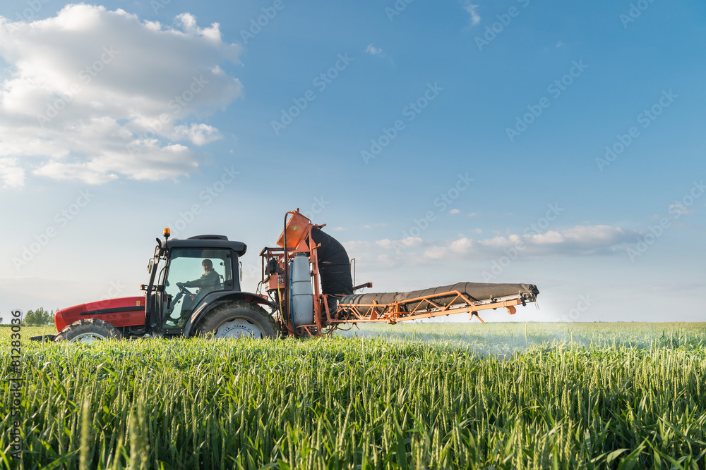 Fototapeta premium Tractor spraying wheat