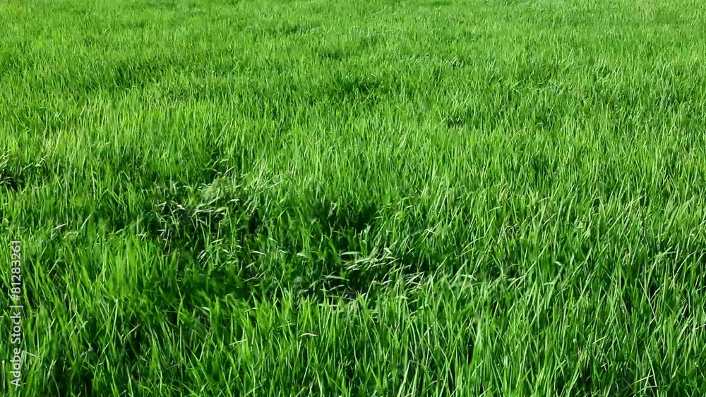 Grass rice in wind Grass rice in wind