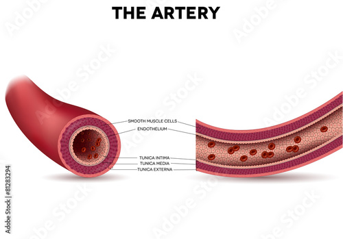 Healthy artery anatomy, artery layers detailed illustration