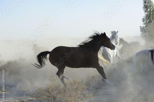 chevaux pur-sang bahrain