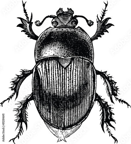 Vintage graphic beetle scarab