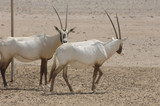 antilopes bahrein