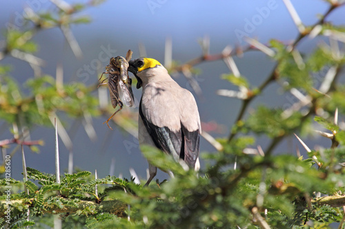 Bilde på lerret Wattled starling on a wattle