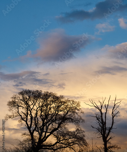 Silhouette of two trees before a dramatic evening sky