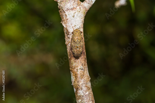 Cicada in nature