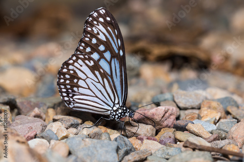 Common Glassy Tiger