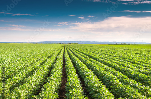 Soybean Field