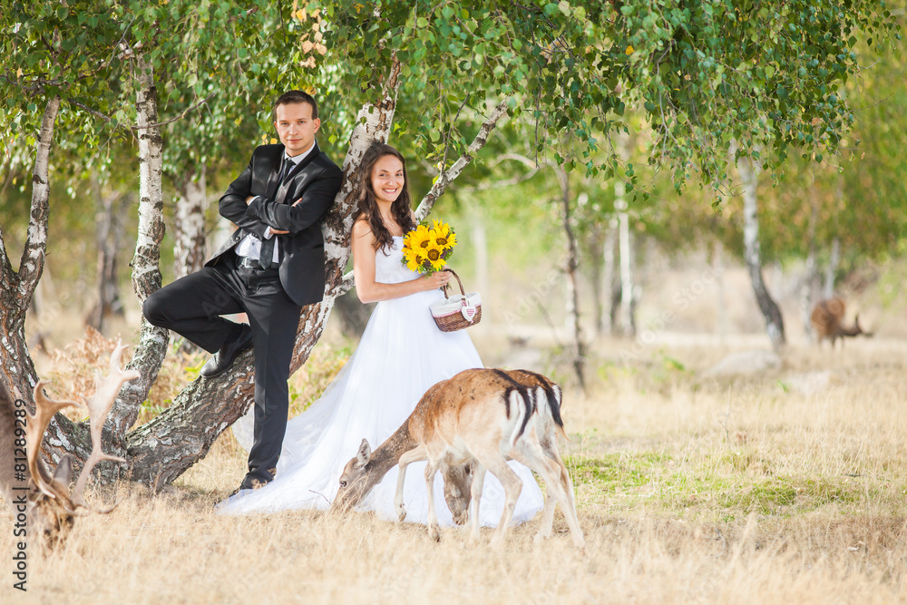 Beautiful bride and groom in a park with deer Beautiful bride and groom in a park with deer