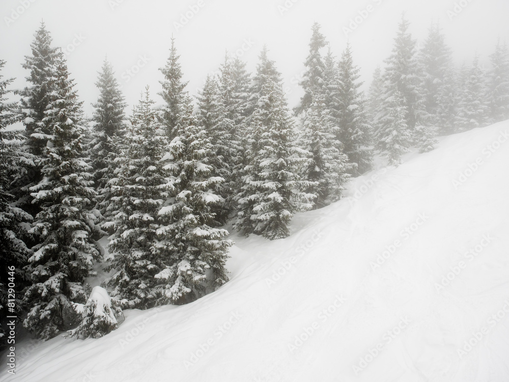 Obraz premium snow covered trees in mist