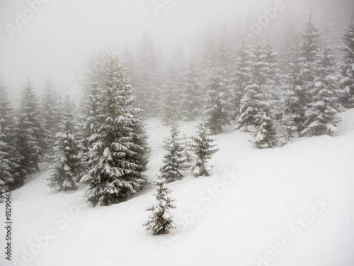 snow covered trees in mist Fototapeta