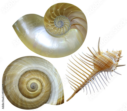 shell of a snail