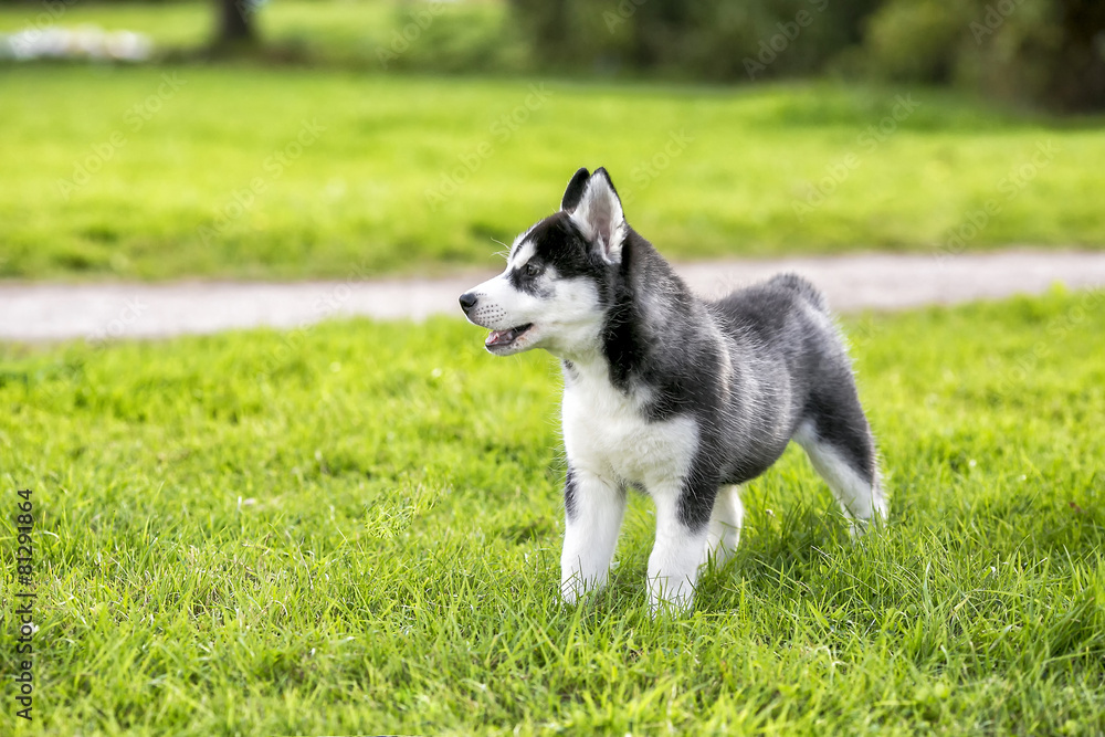 Puppy husky stands on the grass and looking away Puppy husky stands on the grass and looking away